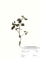 藏品(長壽花)的圖片